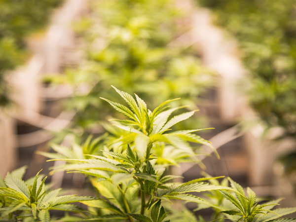 impianto-coltivazione-indoor-cannabis-legale